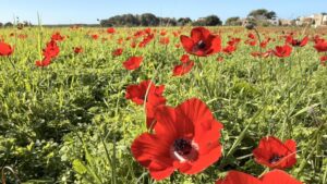 פריחת כלניות אדומות בשדות הפתוחים באזור חדרה