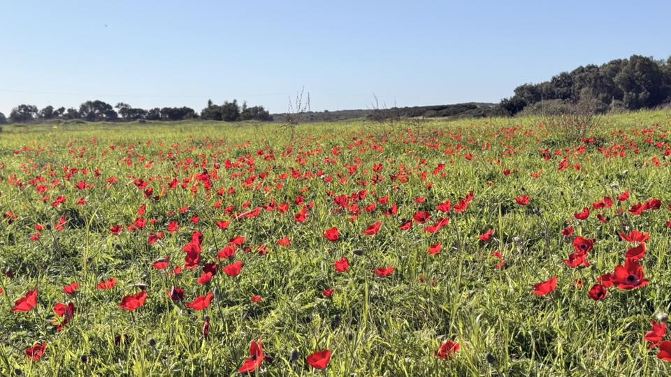 פריחת כלניות בחדרה - הכל צבוע באדום
