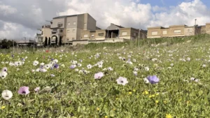 פריחה עונתית בעמק השלום ליד יקנעם בחורף