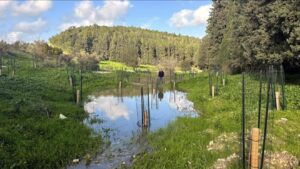 נחל זהורה ברמות מנשה אחרי הגשמים