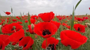 שדה פרגים בהוד השרון ליד הסילו