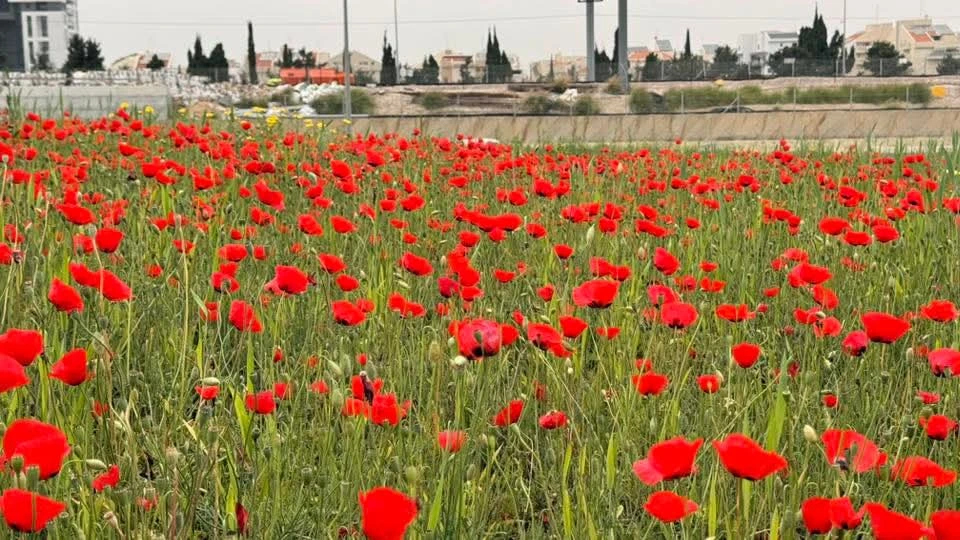 שדה פרגים ליד מתחם הסילו בהוד השרון