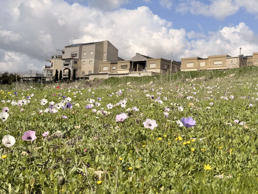 פריחה עונתית בעמק השלום ליד יקנעם