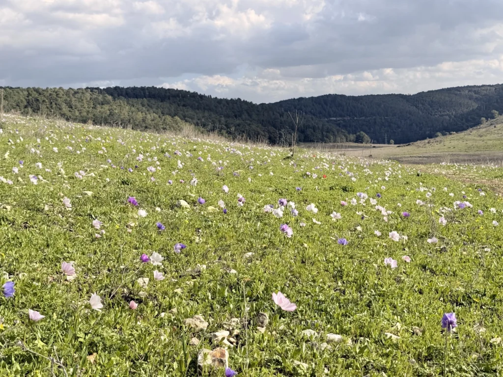 פרחים עונתיים בשדות עמק השלום