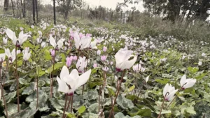 פריחת הרקפות ביער שריד הפריחה מדהימה
