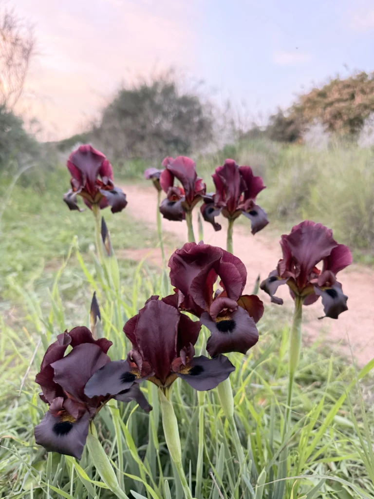 פריחת אירוס הארגמן בגבעות הכורכר בנס ציונה