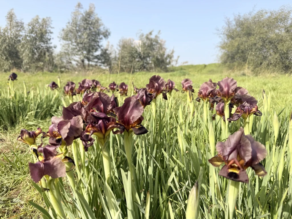 פריחת אירוס הארגמן בגן הפסלים בארסוף