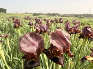 פריחת אירוס הארגמן בגבעת הכורכר בנס ציונה פברואר 2026
