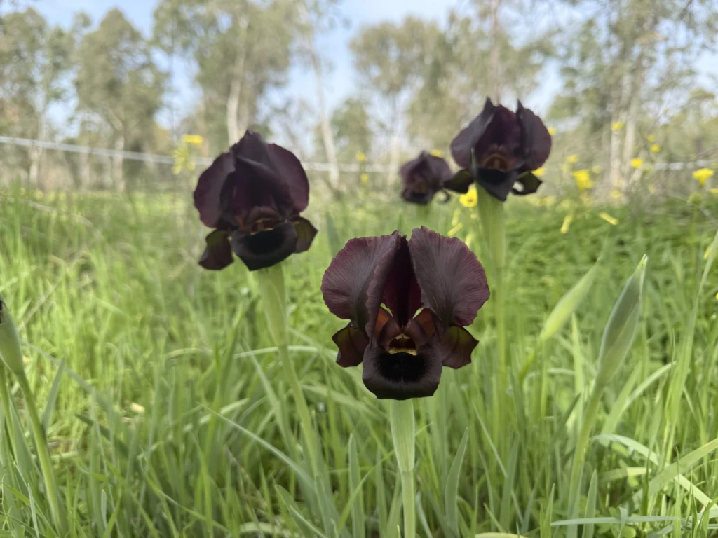 פריחת אירוס הארגמן ביער האילנות