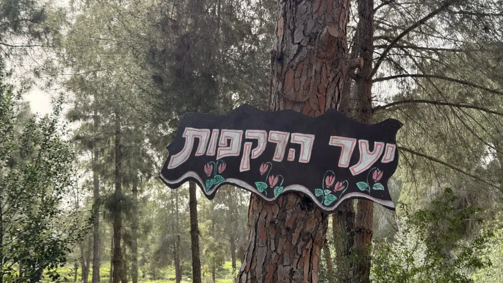 רקפות פורחות בגבעת הרקפות בכוכב יאיר בעונת החורף