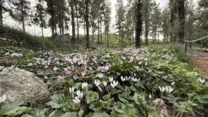 פריחת רקפות בכוכב יאיר במרכז הארץ, מרבדים ורודים בין חורשת אורנים