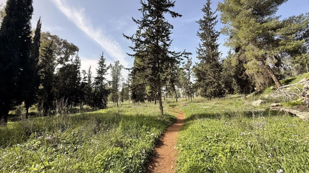 שביל האורנים בכוכב יאיר עם פריחת רקפות לאורך שביל ההליכה
