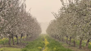 פריחת השקדיות ביוגב בעמק יזרעאל - מטעים לבנים בפברואר