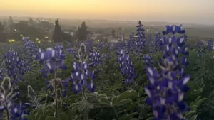 פריחת תורמוסים תל קטרה גדרה בשיא העונה