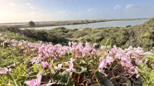 רקפות פורחות ברכס הכורכר בין מעגן מיכאל למעיין צבי בחוף הכרמל