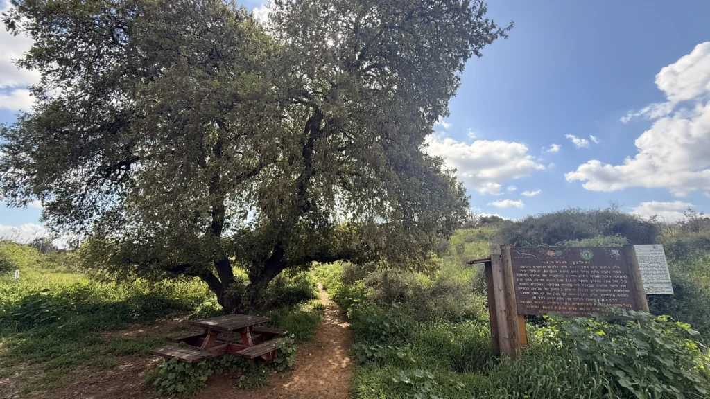 פריחת תורמוסים בני דרור באלון התבור