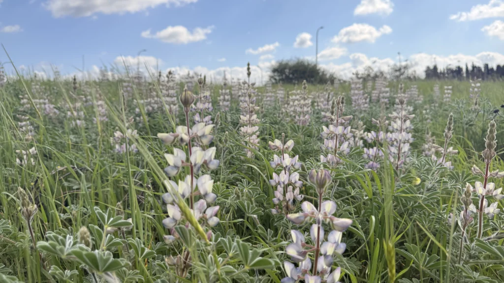 פריחת התורמוסים בבני דרור בשיא הפריחה