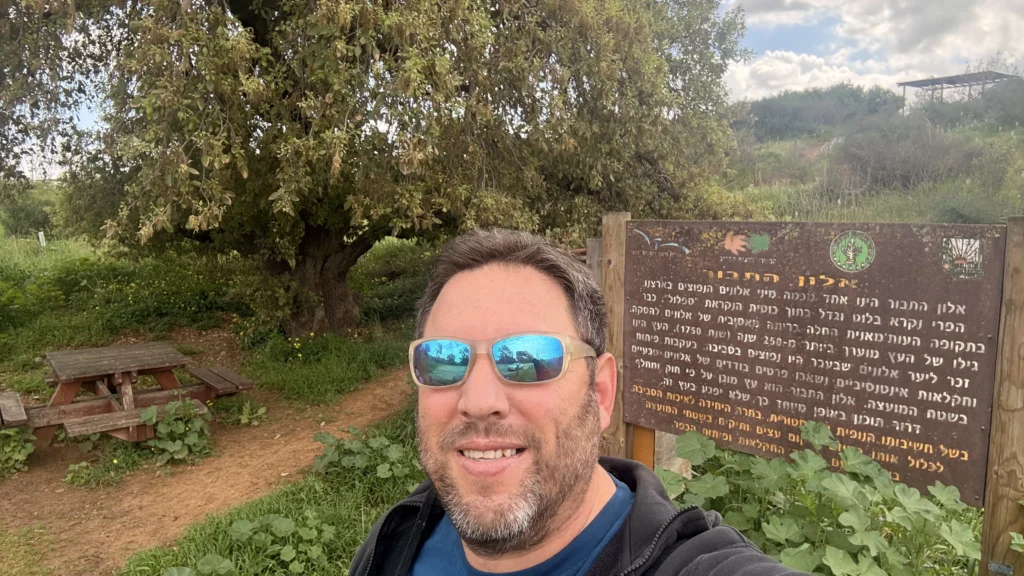 פריחת התורמוסים בבני דרור ליד עץ אלון התבור