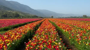 פריחת הנוריות ליד צומת גומא