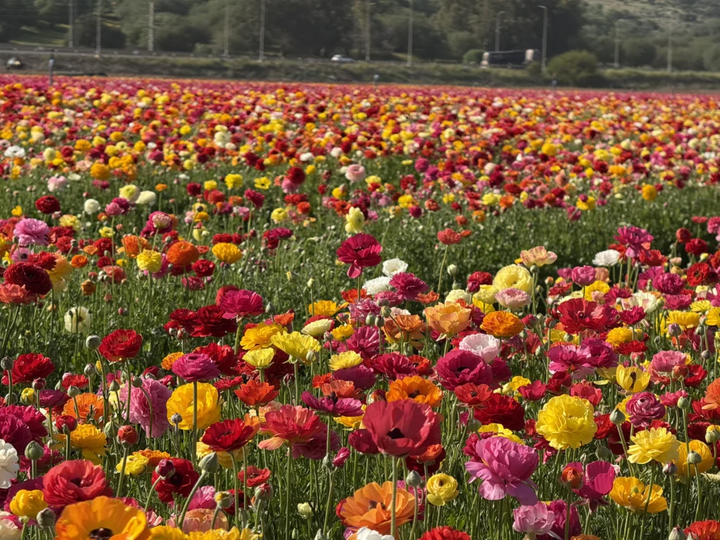 פריחת הנוריות ליד צומת גומא בצפון