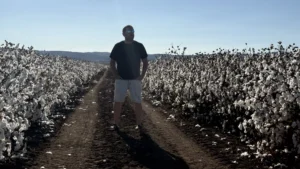 שדות הכותנה בעמק יזרעאל בכניסה לשדה