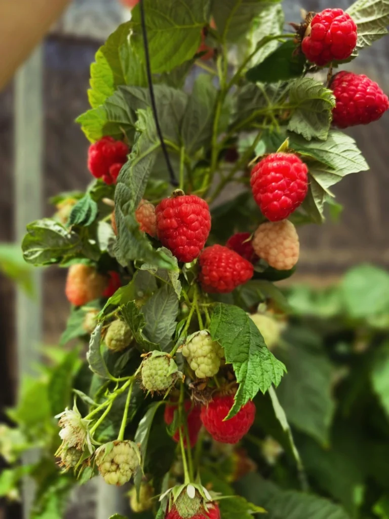 WhatsApp Image 2025-12-04 at 18.55.15