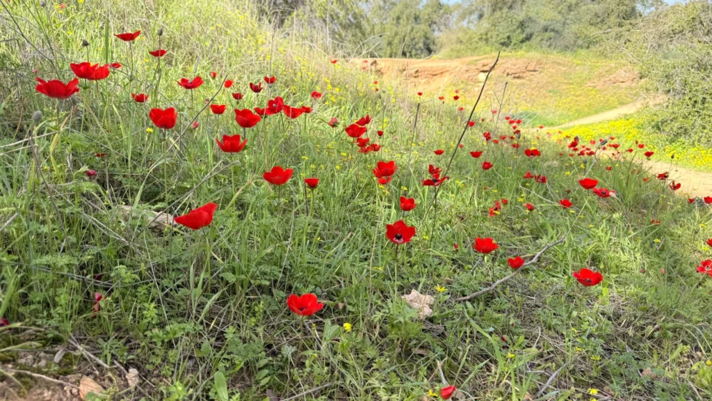 עמק הנרקיסים פי גלילות יש גם פריחה של כלניות