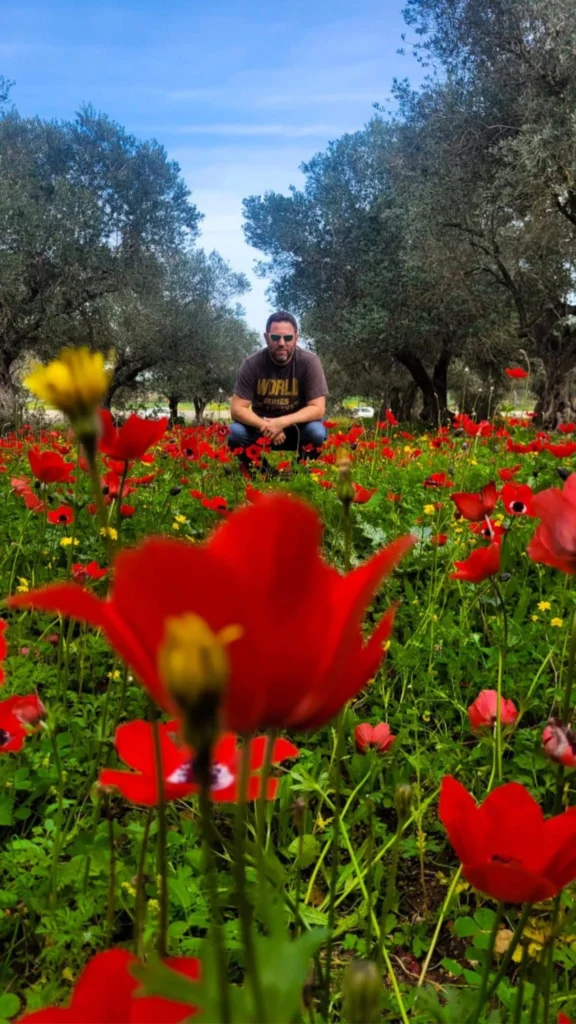 כלניות אדומות בשדה פתוח במדרך עוז