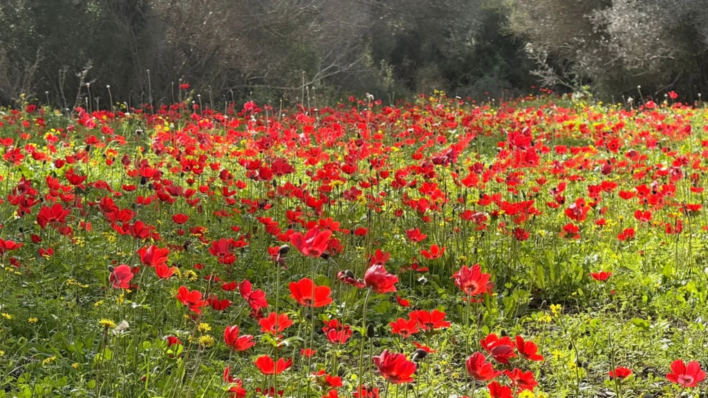 מרבדי כלניות בעמק יזרעאל ליד מדרך עוז
