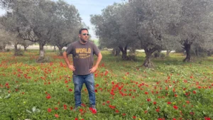 פריחת כלניות אדומות במדרך עוז בעמק יזרעאל חורף 2026